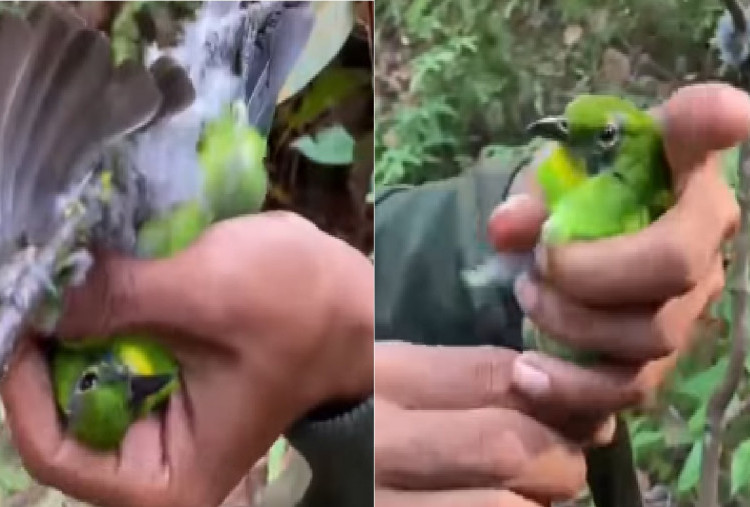 Viral! Burung Cucak Ijo Diduga Hasil Tangkapan Liar Dijual Rp400 Ribu, Netizen: SDM Rendah