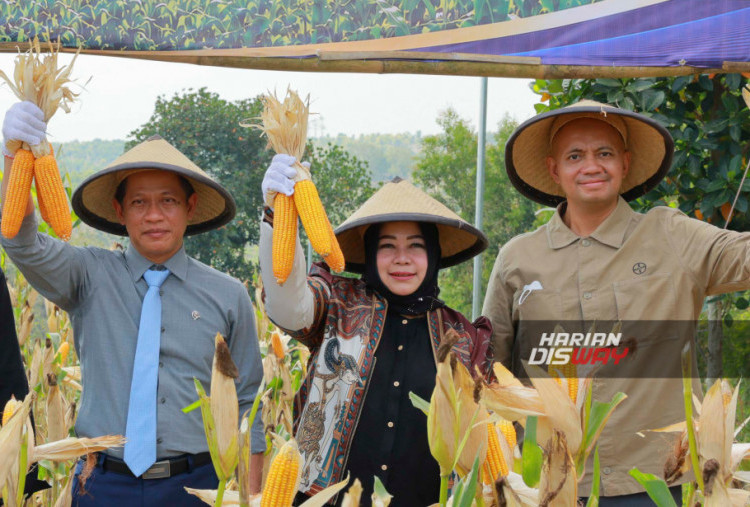 Kolaborasi Panen Raya Jagung Perkuat Ketahanan Pangan