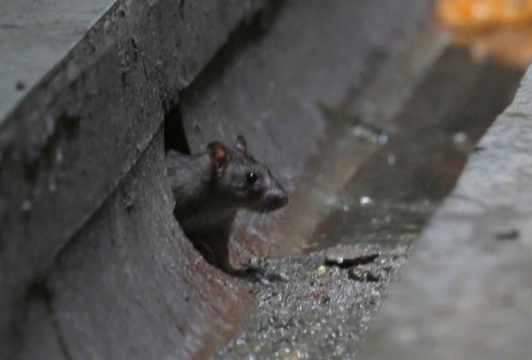 Waspada Leptospirosis: Panduan Antisipasi dari Dokter Ahli di Musim Hujan