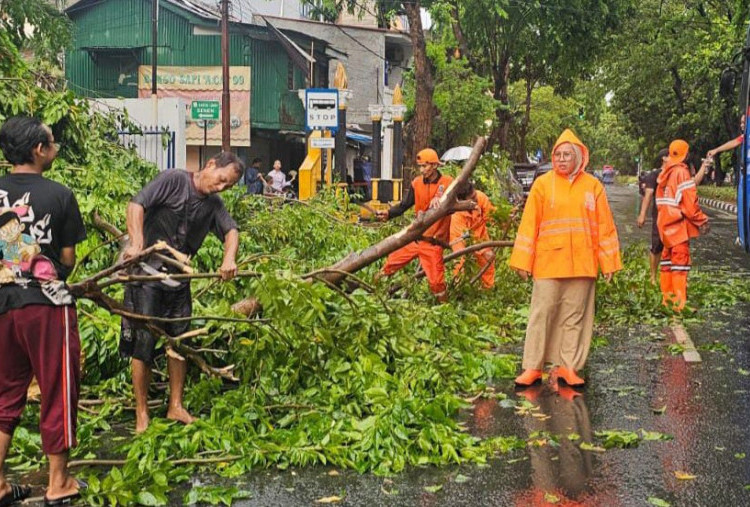 9 Pohon Tumbang Akibat Hujan Disertai Angin Kencang di Jakpus