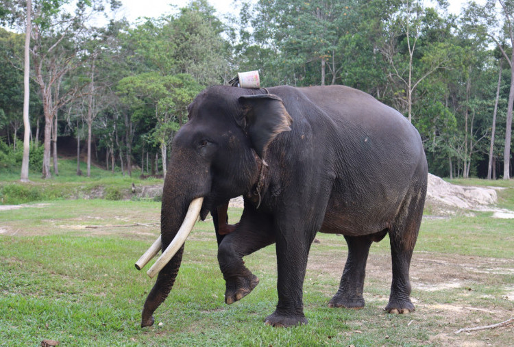 Duka Dunia Konservasi! Jovi Gajah Senior 'Diplomat Rimba' Penengah Konflik Manusia dan Satwa di Riau Mati