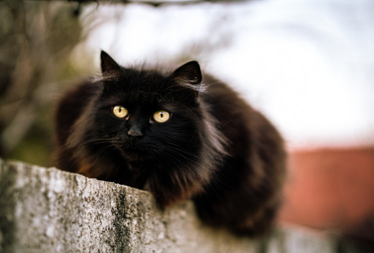 5 Fakta Kucing Hitam yang Jarang Diketahui, Apa Benar Pembawa Sial?