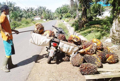 Merosotnya Harga CPO Berdampak pada Kesejahteraan Petani, Ini Solusinya