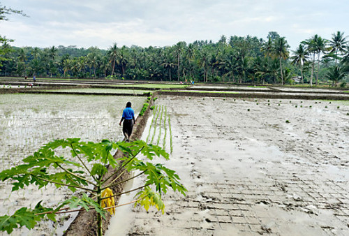 Petani Masih Pakai Hitungan Pranata Mangsa