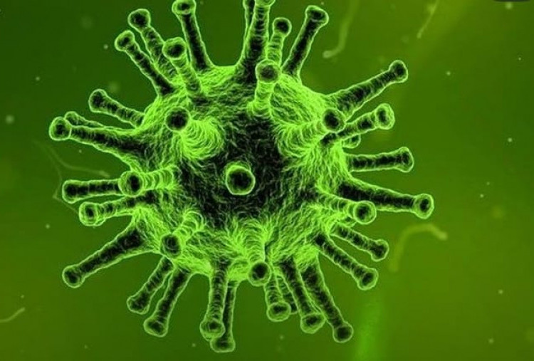 WHO Rilis Laporan Terbaru Virus Nipah di India, Prof Tjandra Soroti Pentingnya Institut Virologi