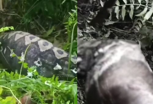Detik-detik Ular Python 'Dibedah' Warga Gegara Telan Sapi di Sulawesi Barat, Warganet: Kenapa Dibunuh Sih?