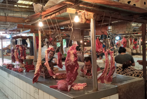 Bulog Ogah Stop Impor Daging Kerbau India, Yakin Bebas Penyakit Kutu Mulut? 