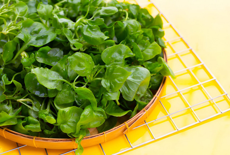 Manfaat Daun Jukut, Sayuran Lokal yang Viral dan Mudah Ditemukan