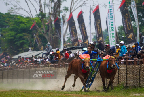 Para joki berdiri diatas bambu saling memacu sapinya saat mengikuti lomba adu kecepatan dalam kejuaraan karapan sapi Piala Presiden di Lapangan Stadion Kerapan Sapi R.P Moh Noer, Jawa Timur, Minggu (16/10/2022). 