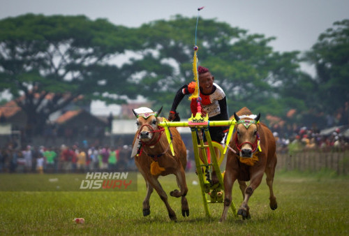 Para joki berdiri diatas bambu saling memacu sapinya saat mengikuti lomba adu kecepatan dalam kejuaraan karapan sapi Piala Presiden di Lapangan Stadion Kerapan Sapi R.P Moh Noer, Jawa Timur, Minggu (16/10/2022). Dalam lomba adu kecepatan tersebut masing-masing kabupaten mengirim 6 pasang sapi karapan terbaiknya untuk mengikuti Kejuaraan Sapi Piala Presiden.