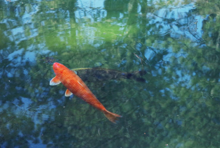 6 Tips Memilih Filter Kolam Ikan, Air Tetap Jernih Tanpa Sering Dikuras