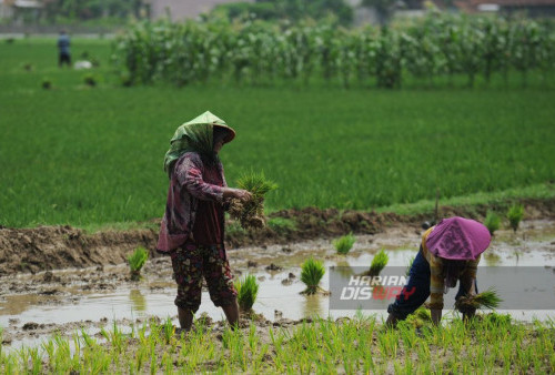 Sejumlah petani menanam padi disawah mendekati musin hujan di Blora, Jawa Tengah, Senin, 1 Januari 2024.

Ketersediaan air dan sistem irigasi yang baik membuat para petani bisa menanam padi di sepanjang musim. (Julian Romadhon/Harian Disway)
