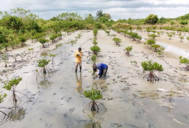 Kemenhut Pulihkan 352 Hektare Mangrove di Suaka Margasatwa Karang Gading 