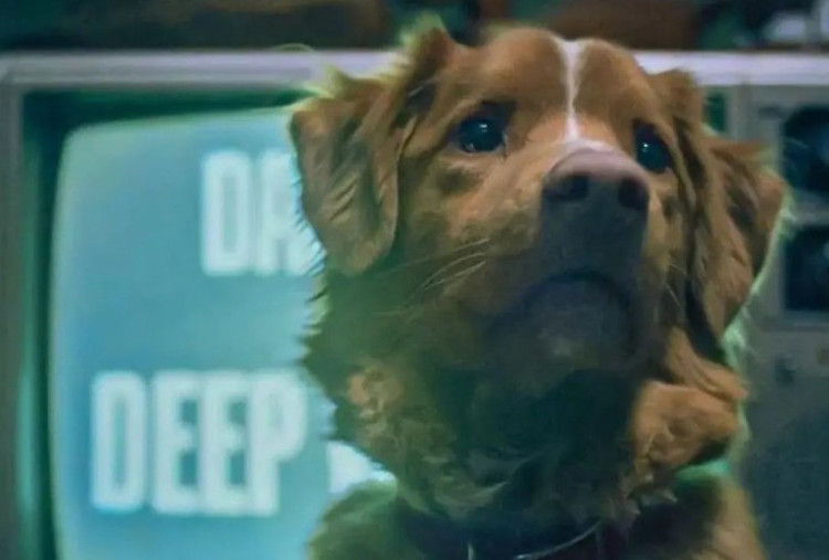5 Fakta Menarik Film Horor Good Boy, Syuting Tergantung Mood si Anjing