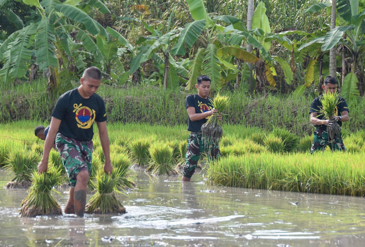 Produksi Padi Jatim 2024 Turun 4,53 Persen, tapi Ada Proyeksi Naik 18,68 Persen di Awal 2025