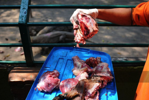 Keeper memberikan makan terhadap Komodo (Varanus komodoensis) koleksi Kebun Binatang Surabaya KBS saat waktu pemberian makan (feeding time), di Kebun Binatang Surabaya (KBS), Jawa Timur, Minggu, 20 Agustus 2023. Pengunjung KBS dapat melihat pemberian makan terhadap hewan langka yang dilindungi itu dua kali sebulan, yakni tanggal 5 dan 20 setiap bulannya. (Julian Romadhon/Harian Disway)