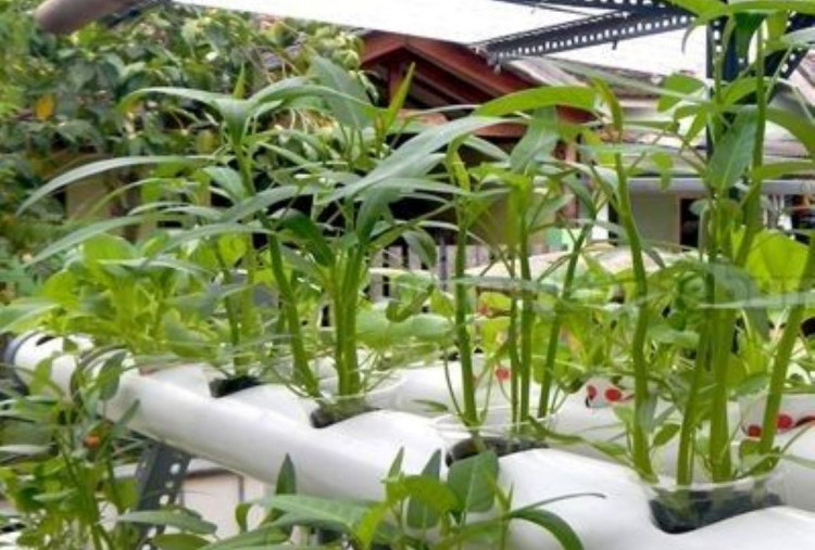 Cara Memilih Bibit Kangkung Hidroponik Unggul yang Hasilkan Daun Segar, Tidak Menguning