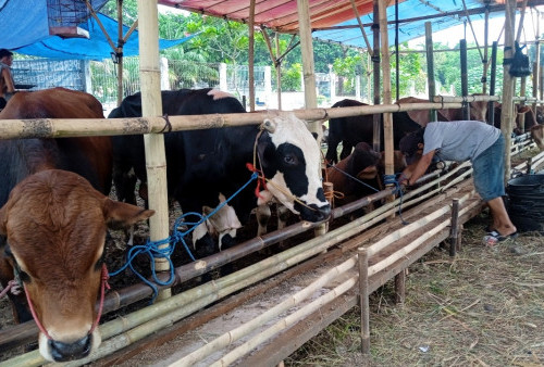 Langgar Perda Tibum, Pedagang Hewan Kurban Dilarang Jualan di Trotoar