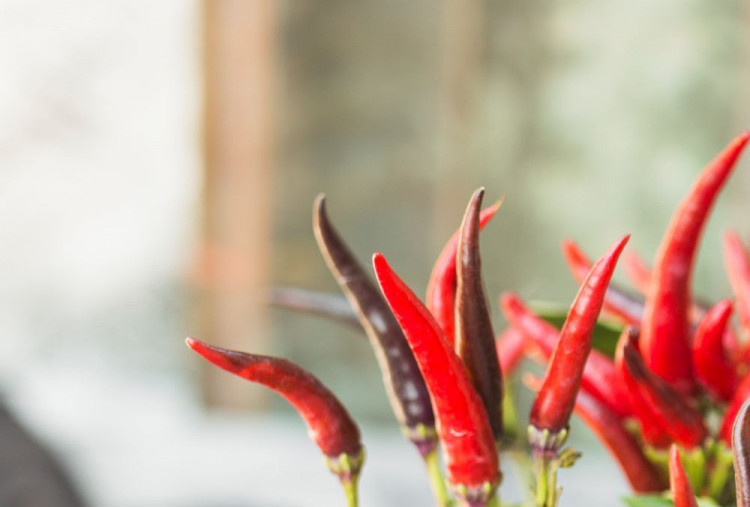 Cara Merawat Tanaman Cabai di Pot agar Subur, Berbuah Lebat, dan Bebas Hama Patek