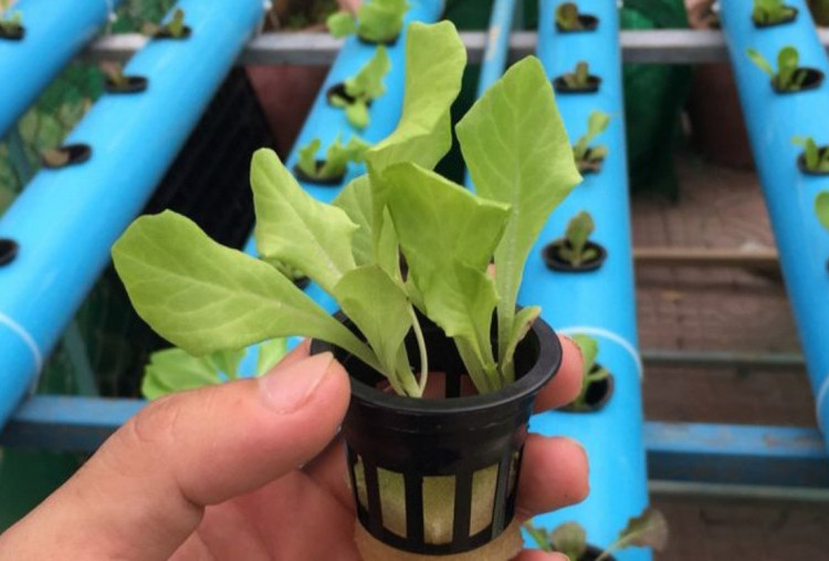 Tip Mengatasi Lumut pada Pipa Hidroponik Saat Musim Hujan 2026