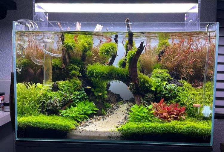 5 Tanaman Favorit Aquascape untuk Pemula