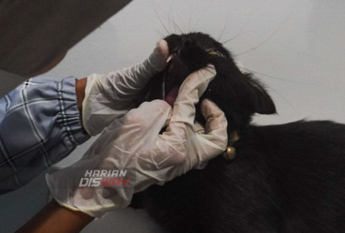 Ireng seekor kucing hitam melakukan pemeriksaan di ruang periksa Rumah Sakit Hewan Pendidikan Komplek Universitas Wijaya Kusuma (UWK) Surabaya, Jawa Timur, Sabtu (28/1/2023). 

Sebelumnya, para pemilik kucing harus mendaftarkan diri terlebih dahulu sebelum mengikuti sterilisasi, karena kuota yang dibuka adalah 200 ekor kucing. Manfaat dari Tindakan sterilisasi ini bagi masyarakat adalah terkendalinya populasi kucing domestic, sehingga akan menurunkan penularan penyakit zoonosis dan pastinya akan berakibat pada peningkatan Kesehatan manusia/masyarakat. 
