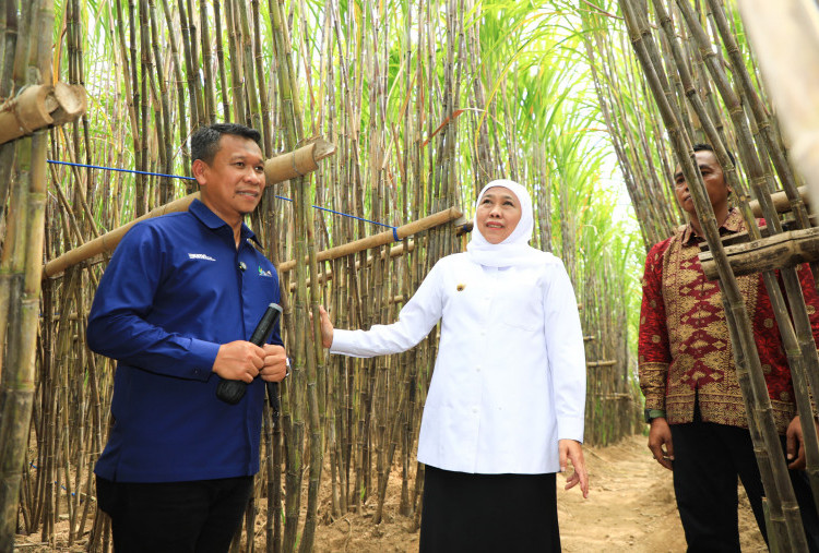 Pemprov Jatim Berikan KURsus Kluster Petani Tebu