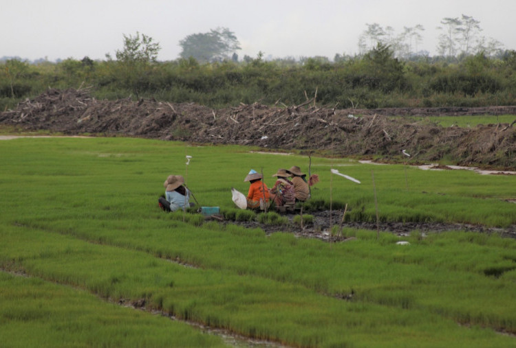 Siap-siap! Pemerintah Bakal Cetak 150.000 Hektare Sawah Baru di Kalteng, Ini Manfaatnya