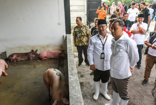 RPH Babi Surabaya Dipindahkan dari Ampel ke Banjarsugihan