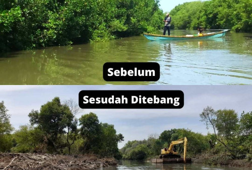 Setengah Mati Tanam Mangrove di Wonorejo Surabaya, Malah Digunduli