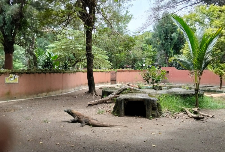 KBS Lepas 5 Komodo ke Habitat Asli, Juga Tukar Panda Merah dari Jepang