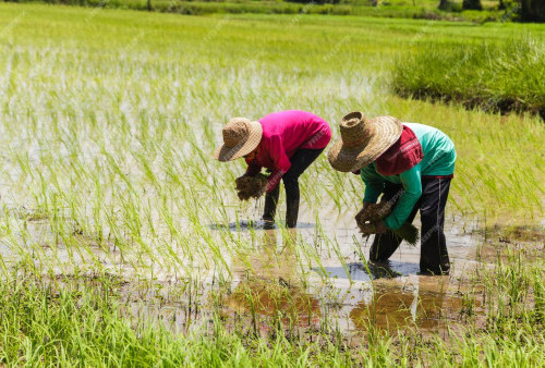 Hari Pangan Sedunia 16 Oktober: Memantau Perkembangan Food Estate dan UU Ciptaker di Indonesia