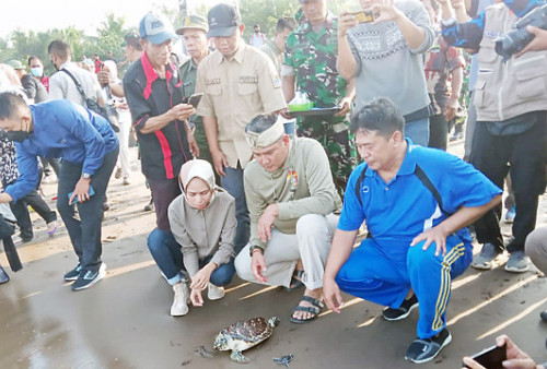 Puluhan Penyu Dilepasliarkan