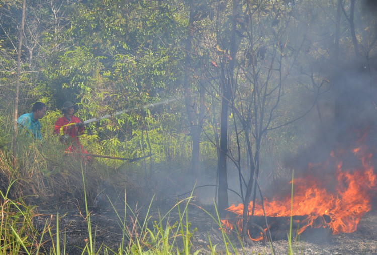 APHI Mendukung Inpres Larangan Pembukaan Lahan dengan Cara Membakar