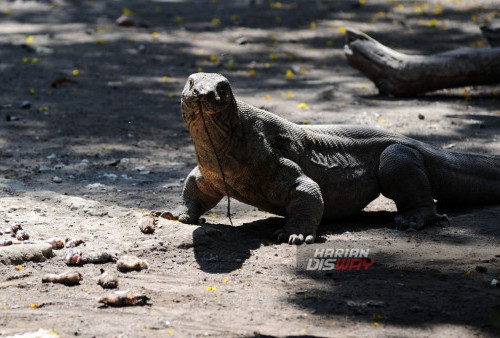 Sejumlah Komodo (Varanus komodoensis) koleksi Kebun Binatang Surabaya KBS saat waktu pemberian makan (feeding time), di Kebun Binatang Surabaya (KBS), Jawa Timur, Minggu, 20 Agustus 2023. Pengunjung KBS dapat melihat pemberian makan terhadap hewan langka yang dilindungi itu dua kali sebulan, yakni tanggal 5 dan 20 setiap bulannya. (Julian Romadhon/Harian Disway)
