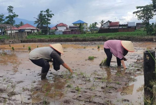 Ini Faktor yang Mempengaruhi Nilai Tukar Petani di Lampung Rendah