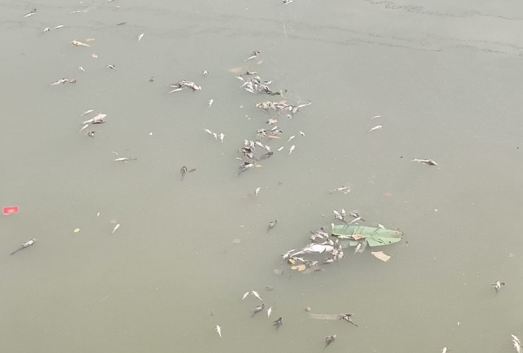 Ikan di Sungai Cisadane Mati Tercemar Pestisida, Warga: Kucing Sampai Gak Doyan!