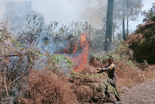 Karhutla Melanda Kaki Gunung Rinjani, Luas Terbakar Sampai 95 Hektar
