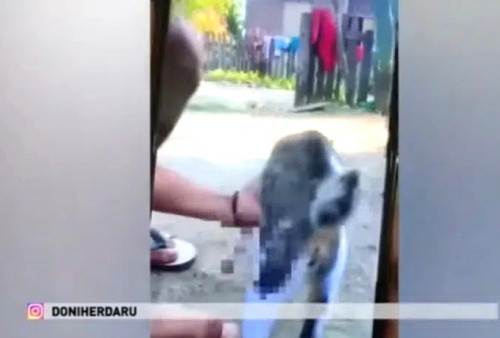 Keterlaluan! Pemuda Ini Masukkan Petasan ke Anus Kucing Lalu Diledakkan dan Divideokan hingga Viral