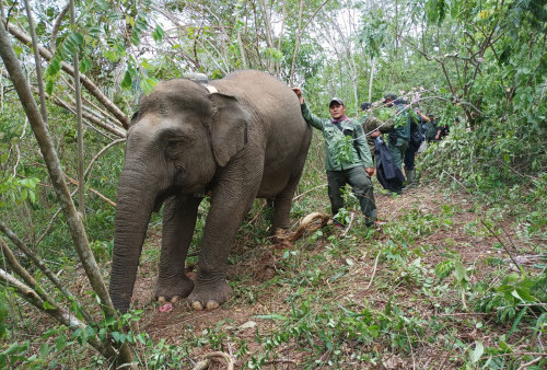Belasan Gajah Liar Ogah Pindah dari Destinasi Wisata di Lampung Barat