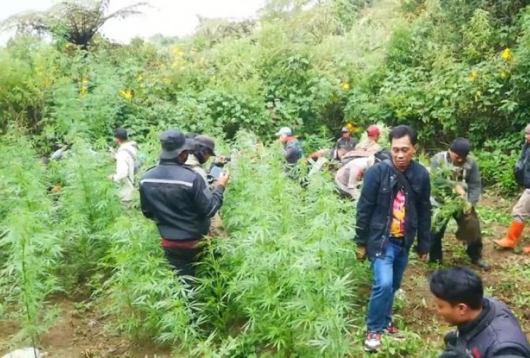 Ladang Ganja di Zona Terlarang TNBTS (Bagian II-Selesai)