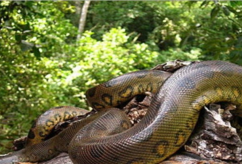 Bak Film Thriller, Momen Mengejutkan Ular Anaconda Melompat Keluar dari Air Nyaris Menggigit Pemandu Wisata