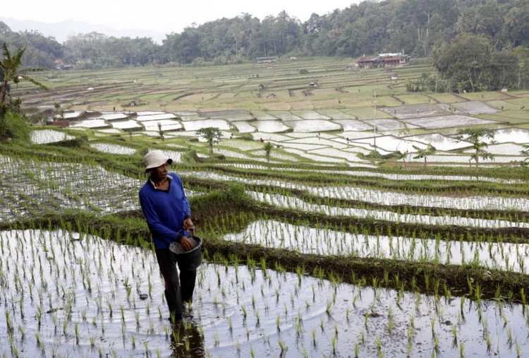 Menghadapi Gejolak Global, Mengakselerasi Ekspor Pertanian