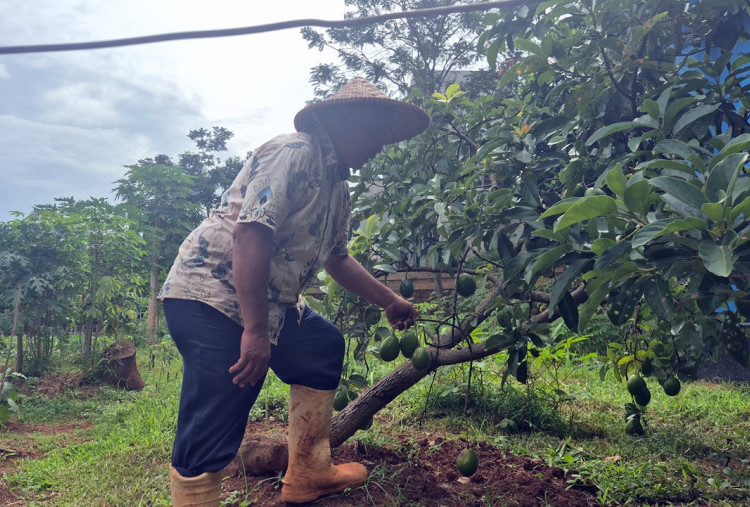 Inspiratif! Warga Bintaro Sulap Semak Belukar Jadi Kebun Produkif