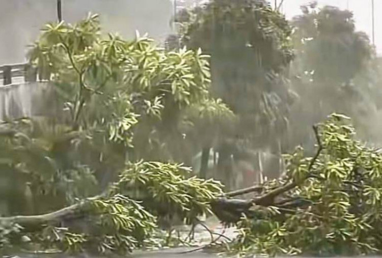 Hujan Deras dan Angin Kencang Sebabkan Belasan Pohon Tumbang di Surabaya