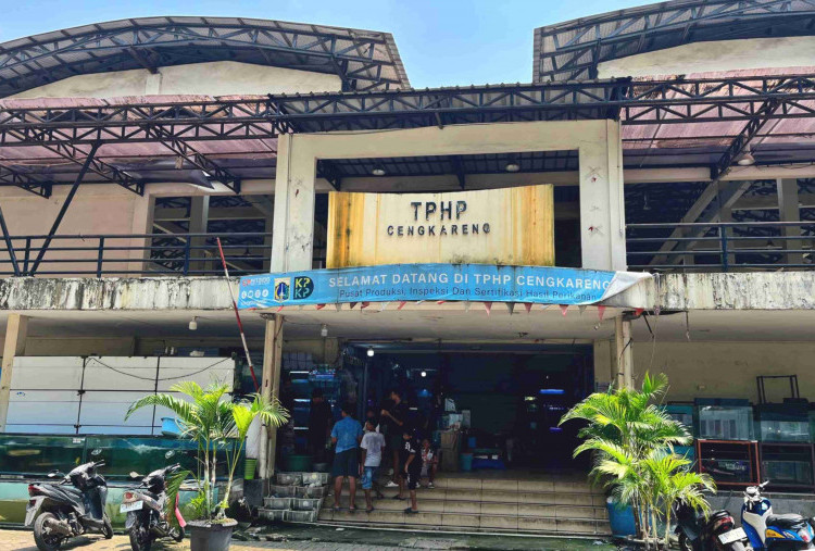 Dulu Primadona, Kini Sunyi: Jeritan Pedagang Ikan Hias TPHP Cengkareng yang Sepi Pembeli