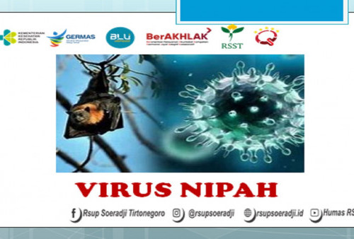 Lebih Kenal tentang Virus Nipah: Asal, Cara Penularan, Gejala, dan Cara Mencegah
