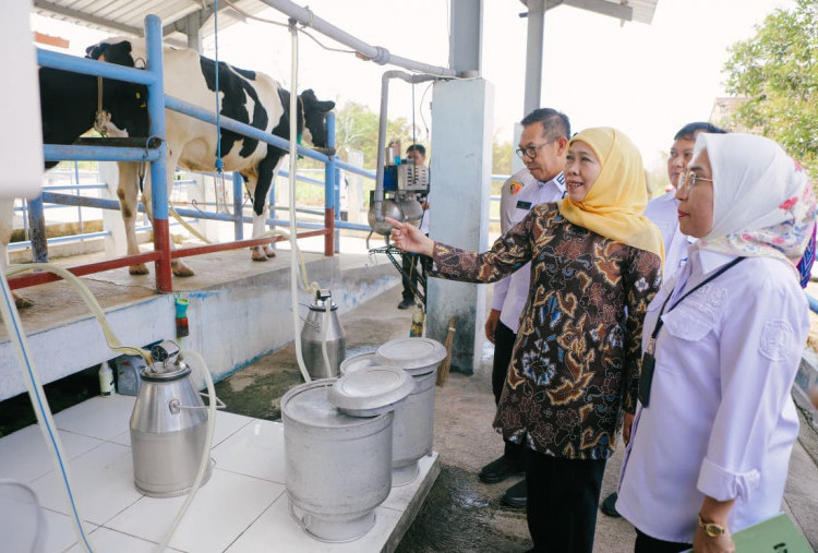 Gubernur Khofifah Dorong UPT Batu Jadi Pusat Penggerak Utama Sapi Perah Jawa Timur
