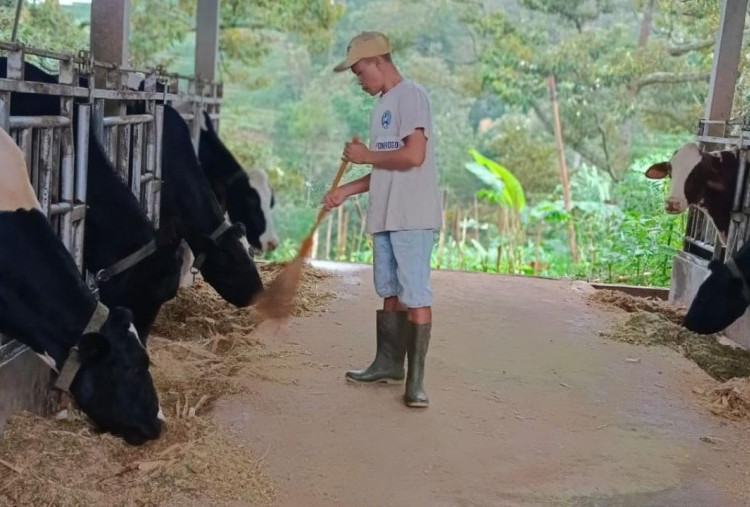 BRI Dukung Pemulihan Sektor Peternakan, Klaster Susu Mulya Abadi di Ponorogo Bangkit dan Tingkatkan Produksi