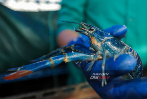 Peternak, Ray Albani (21) menunjukkan lobster air tawar (Cherax quadricarinatus) yang dibudidayakan di sebuah rumah kawasan Dupak, Surabaya, Jawa Timur, Sabtu, 20 Januari 2024. Lobster air tawar jenis 